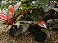 Cuidados de las plantas de interior