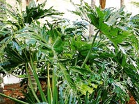 Plantas de interior trepadoras