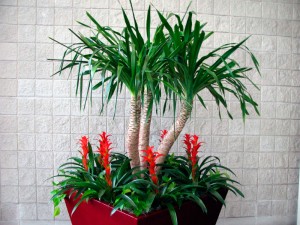 Plantas de interior tropicales
