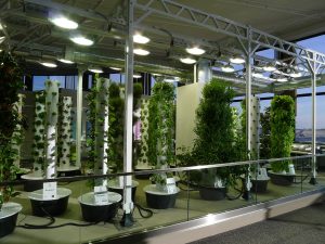 Tipos de bombillas para el cultivo interior de plantas