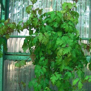 Planta de interior trepadora: Cissus Rhombifolia