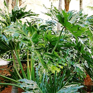 Plantas de interior trepadoras: Philodendron