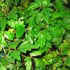 Planta trepadora de interior: Cissus Rhombifolia