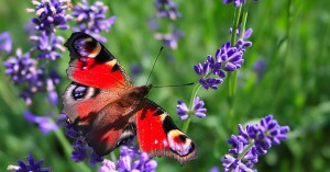 Lavandas, plantas que atraen mariposas