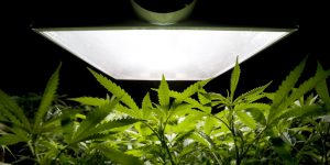 Balastros para el cultivo de marihuana